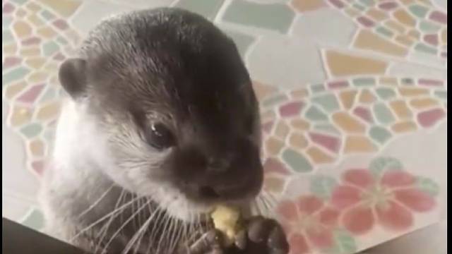 小水獭被村里人喂了一次，没想到把村里当成了食堂，一到饭点就跑过来要饭。