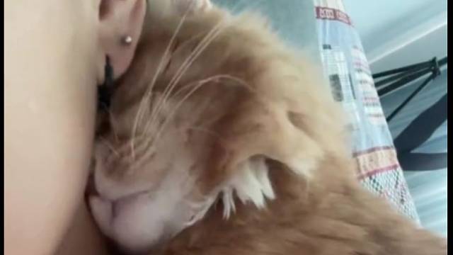 这样的猫咪谁不想拥有！