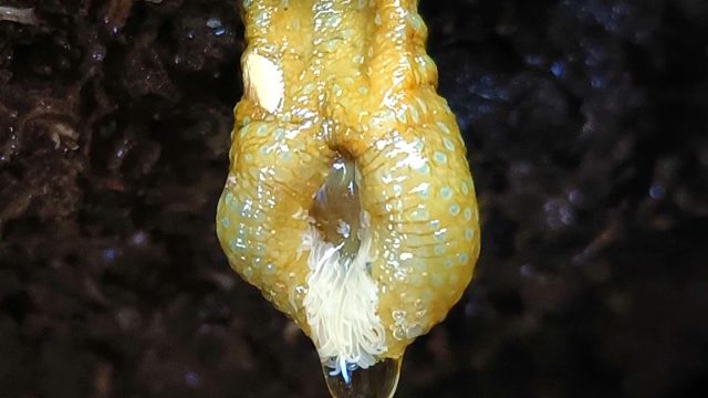 台风天气赶海，一座彩虹桥连接山海，有倒挂海葵和大片的辣螺