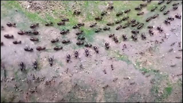 蚂蚁的国家不一点也不逊色