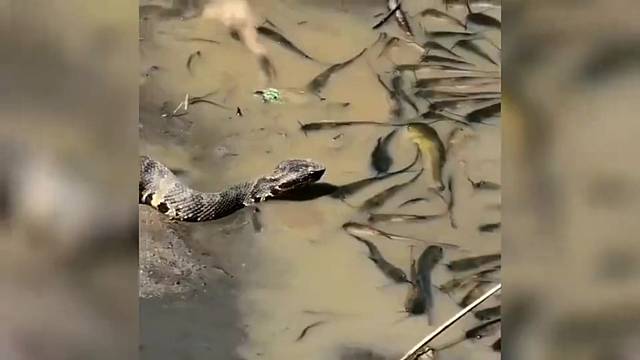 蛇：哇哦，这辈子第一次吃自助餐！