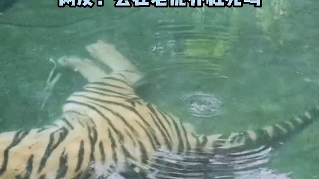 虎:我就没面子嘛！