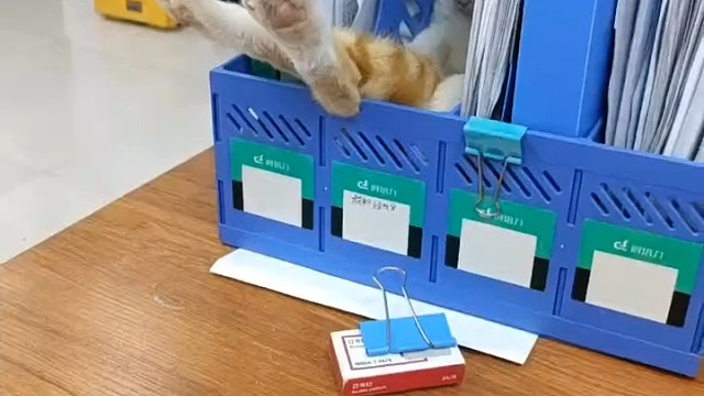 捕抓一只小可爱