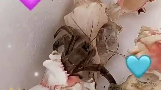 寄居蟹换房子，好rua