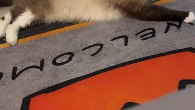 吃完饭休息会陪陪两个猫孩子