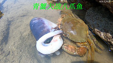 退潮后连青蟹都出来捕捉海鲜了，在小水坑里面也有好多鱼躲藏着