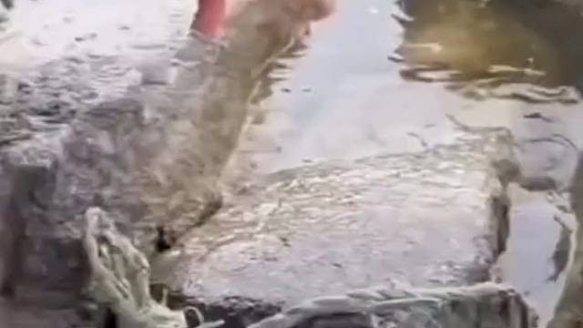 完美表现杀猪盘