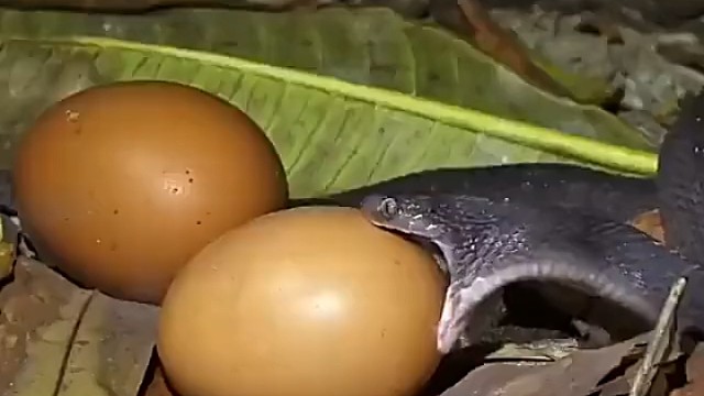 塔会不会消化不良啊