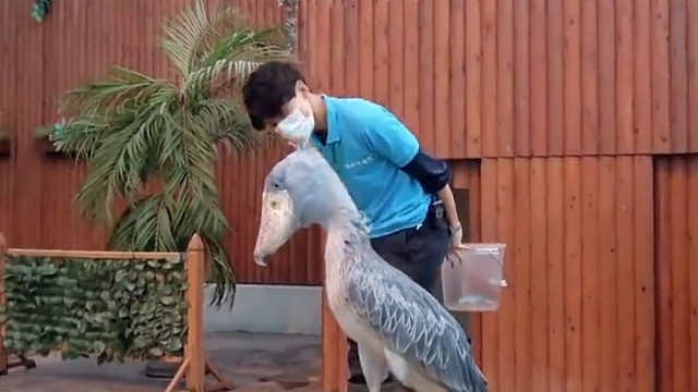 鲸头鹳看起来呆呆的，但很聪明