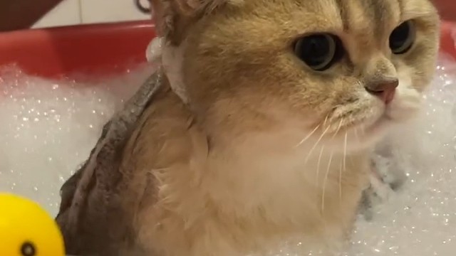 在广东，半年洗一次猫咪没有问题吧？