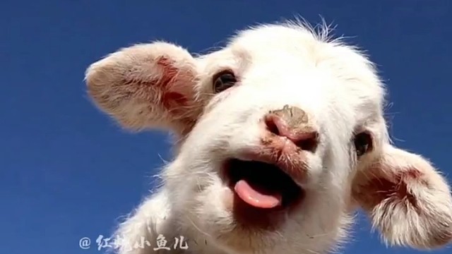 治愈系小羊