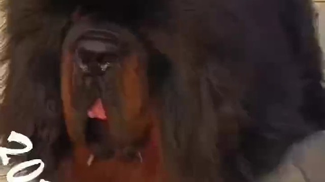 喜欢藏獒和小动物的铁铁们可以关注我，相互交流，学习饲养经验，帮忙点点订阅，破5000订阅开播，谢谢