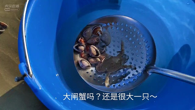 赶海以来一大一只～哈哈哈