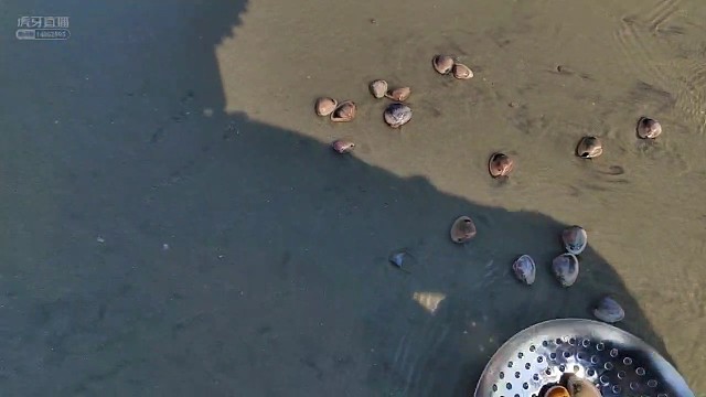 一地花蛤蛤～随便捡（得意）