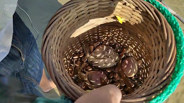 好大只的花蛤蛤～