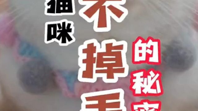 你家猫咪也掉毛？看看我家这个小家伙！