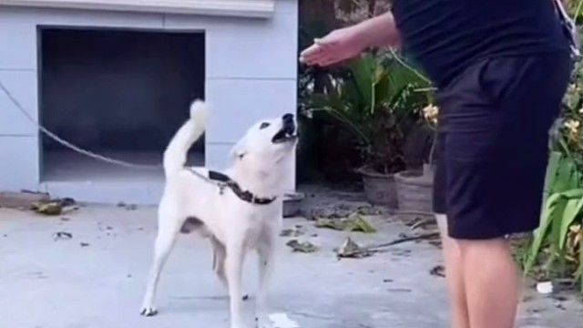 识时务者为俊杰！该低头还是要低头的