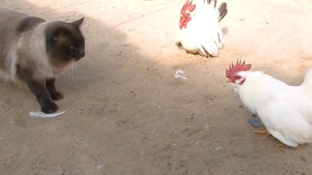 小猫竟然成了鸡的母亲？还保护他们的安全！