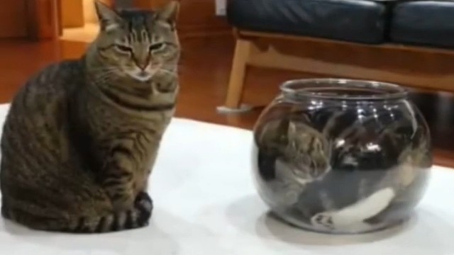 快艾特你不太聪明的朋友来看