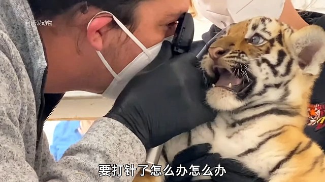 小老虎作为百兽之王，居然害怕打针