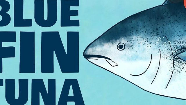 来认识一下蓝鳍金枪鱼，海中最顽强的鱼