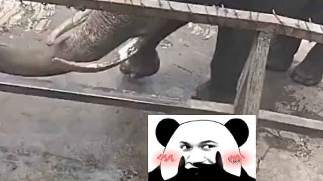 呃，这算欢迎仪式吧