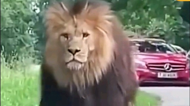 向我们走来一只大狮子