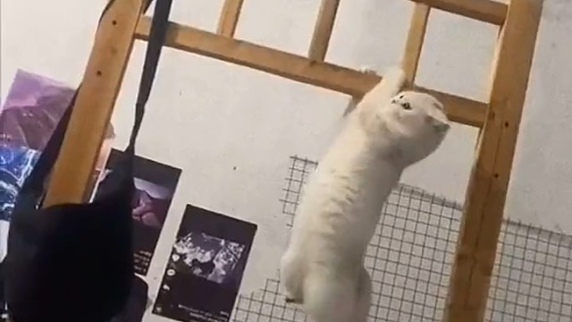 现在连动物圈都这么卷了吗？