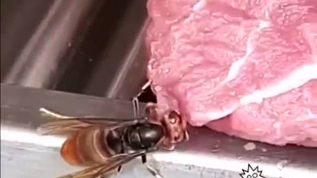 马蜂到肉摊上自己割肉