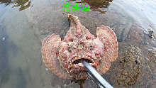 退潮后阿平赶海抓了一条虎头鱼，它的头部就好像老虎一样