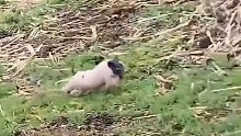 小猪跑的可真快