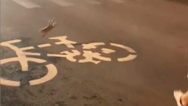 捕捉一只小可爱