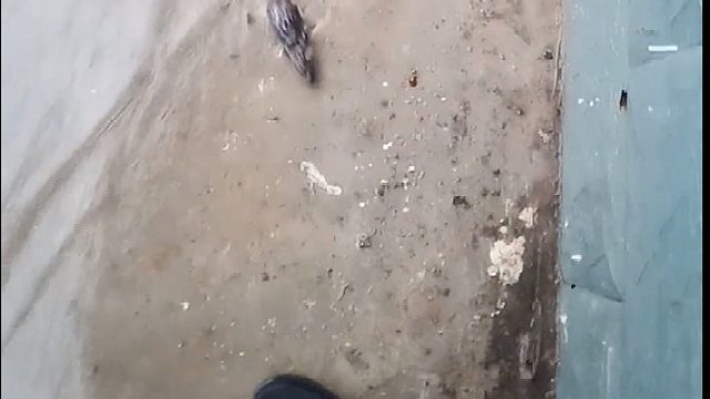 这样对待老鼠真的好吗