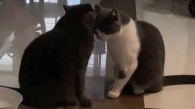 哈哈蓝猫真的太精了，舔毛敷衍了事，自己一直享受！