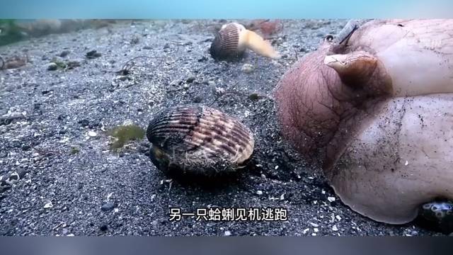 月亮蜗牛捕猎蛤蜊，一只蛤蜊被吸住后一点点被吞噬