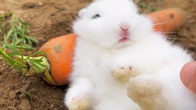 懒洋洋的小兔子