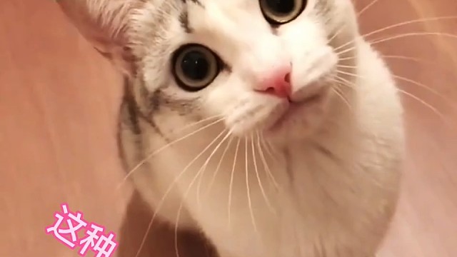 小猫咪有什么坏心眼呢