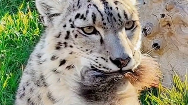 明明是猛兽却会叼着尾巴卖萌