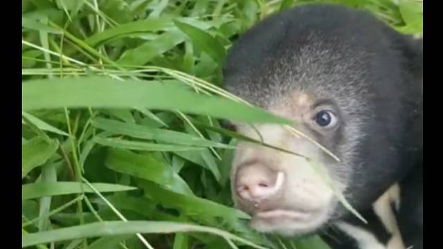 小熊想不明白，为什么猫猫这么凶！