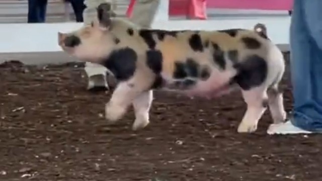 猪猪也有选美大赛