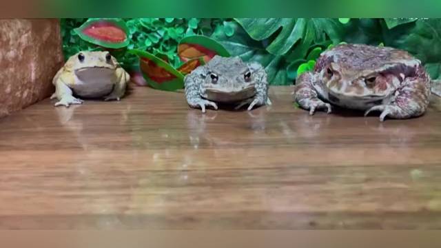 虽然没一句台词，比电影还好看！