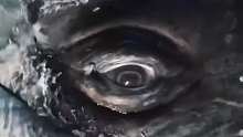 恐怖，慎点！超近距离观察灰鲸的眼睛