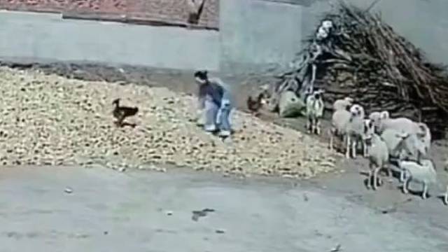 鸡没想到吧我有大哥！