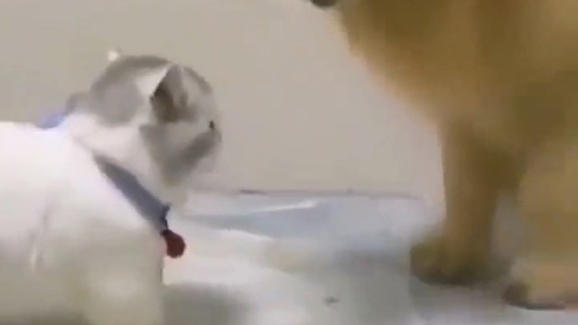 那些让人心疼又好笑的小短腿