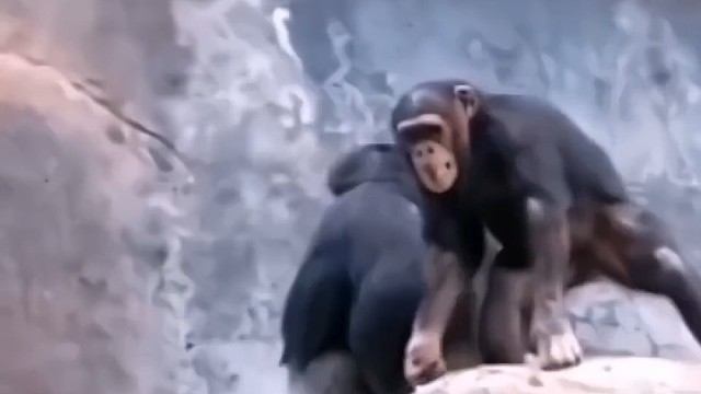 调皮的小猩猩朝游客丢石头，下一秒就被猩爸爸教育了