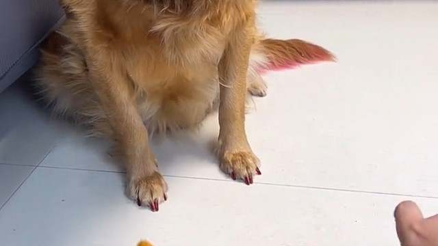 死道友不死贫道！