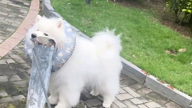 要是不叫一下它，能搁那边卡一年