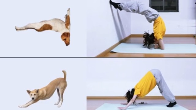 当羽毛球遇上瑜伽