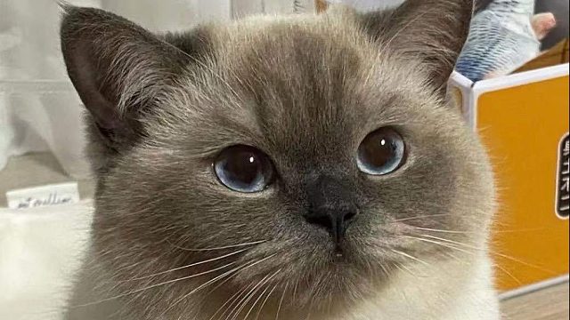 玩轮子就要给够视野压制力