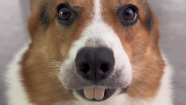 镶了牙的狗气质就是不一样